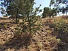 Tarla imarlı arsa