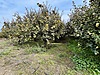 Sahibinden.com