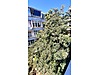 Sahibinden.com
