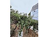 LiDER'DEN FERTEK'TE 530 m² ARSA İÇERİSİNDE SATILIK MÜSTAKİL EV - Satılık Müstakil Ev İlanları sahibinden.com'da