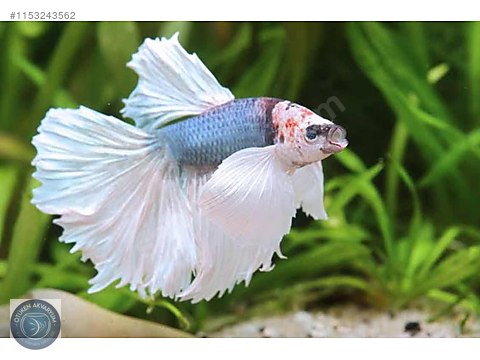 Labirentli Balıklar Betta fil kulak betta halfmoon sahibinden