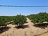 Tarla + Bağ imarlı arsa