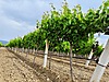 Sahibinden.com