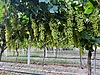 Sahibinden.com