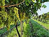 Sahibinden.com