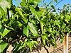 Sahibinden.com