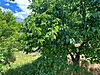 Sahibinden.com