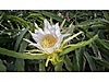 Sahibinden.com