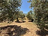 AK EMLAK'tan ALAMUTTA SATILIK 7 DÖNÜM ZEYTİNLİK - Satılık Arsa İlanları sahibinden.com'da
