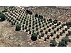 SALİHLİ İĞDECİK 17 DÖNÜM SATILIK ARAZİ - Satılık Arsa İlanları sahibinden.com'da