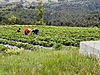 Sahibinden.com