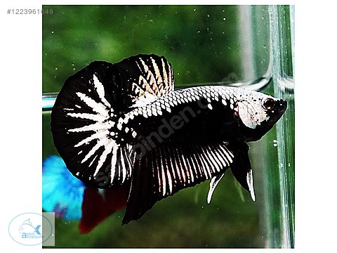 Labirentli Balıklar Betta SAMURAİ ERKEK BETTA XL BOY sahibinden