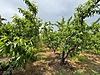 Sahibinden.com