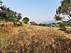 AK EMLAK'tan SATILIK BOZDOĞAN ALTINTAŞTA VERİMLİ ARAZİ - Satılık Arsa İlanları sahibinden.com'da