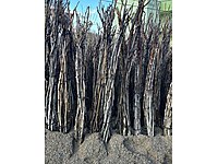 Sertifikalı Ceviz Fidan Çeşitleri