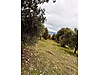 8 DÖNÜM ZEYTİNLİK