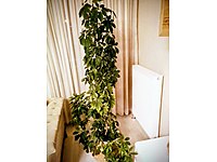 iki MT Boyunda Biro çiçeği