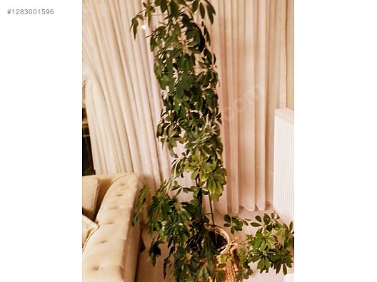 Used & Brand New Items / Garden & Home Improvement / Garden / Plants & Flowers / Flowering Plants