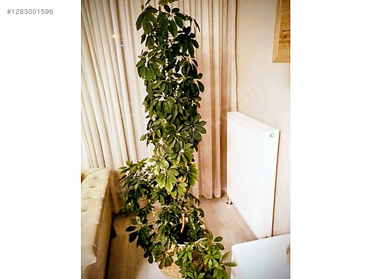 Used & Brand New Items / Garden & Home Improvement / Garden / Plants & Flowers / Flowering Plants