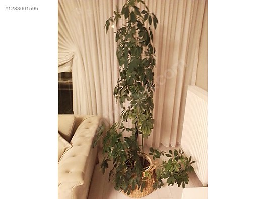 Used & Brand New Items / Garden & Home Improvement / Garden / Plants & Flowers / Flowering Plants