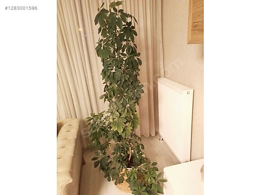 Used & Brand New Items / Garden & Home Improvement / Garden / Plants & Flowers / Flowering Plants