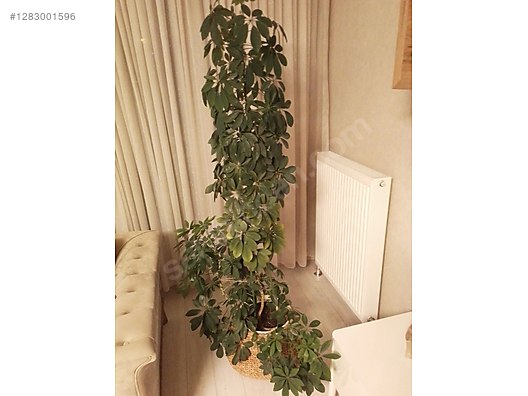 Used & Brand New Items / Garden & Home Improvement / Garden / Plants & Flowers / Flowering Plants