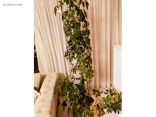 Used & Brand New Items / Garden & Home Improvement / Garden / Plants & Flowers / Flowering Plants