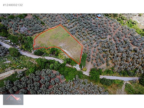 ÇAĞDAŞ EMLAKTAN YENİKÖY'DE 2.560m² ZEYTİNLİK