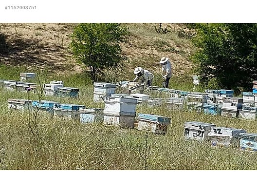 Hayvanlar Alemi / Böcekler / Arı