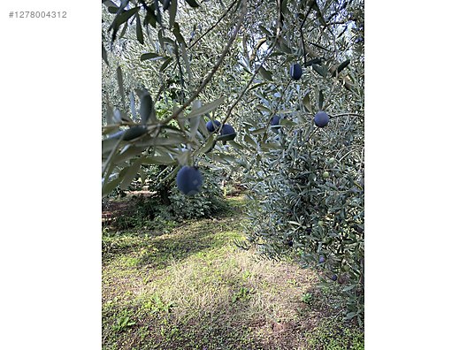 Used & Brand New Items / Foods & Feed / Delicatessen / Olives