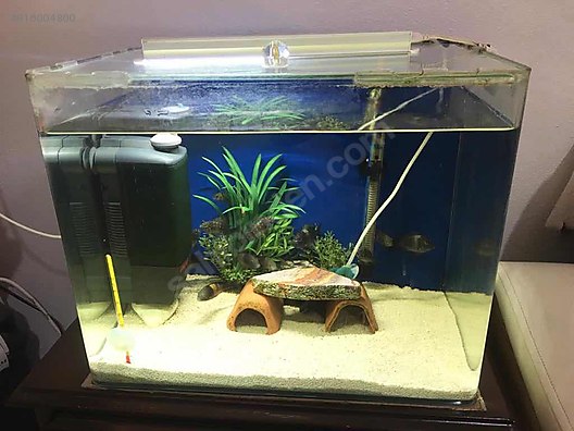 50 litre akvaryum baliklari