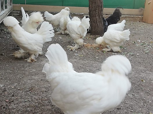 ankara yenimahalle yuva yumurta ve tavuk hayvanlar alemi ilanlari sahibinden com da ankara yenimahalle yuva yumurta ve tavuk hayvanlar alemi ilanlari sahibinden com da