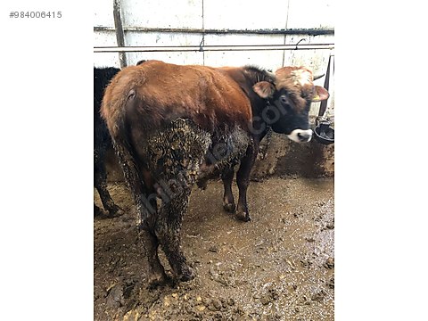 boga satilik kurbanlik danalar sahibinden comda 984006415 boga satilik kurbanlik danalar sahibinden comda 984006415