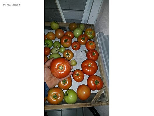 yerli ata tohumu domates bahce malzemeleri sahibinden com da 875006666