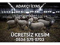bursa ureticiden satilik koyun cinsleri ve fiyatlari sahibinden com da bursa ureticiden satilik koyun cinsleri ve fiyatlari sahibinden com da