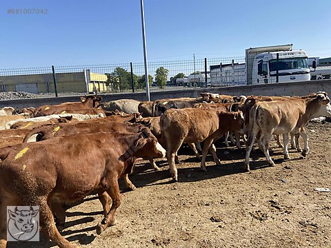 boga kars hayvan pazari en uygun besiye kurbana dana duve 05369205772 sahibinden comda 981007042 boga kars hayvan pazari en uygun besiye kurbana dana duve 05369205772 sahibinden comda 981007042