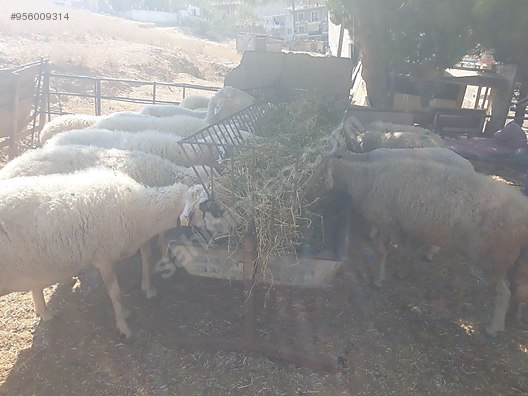 kuzu uygun rakamlar kurumsal firmadan kupesiz asisiz hayvan almayin sahibinden comda 956009314