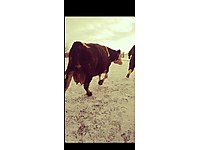 y1jyin06924shm