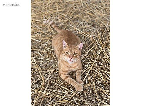 kedi sahiplendirme sahibinden comda