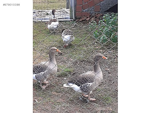 kaz satilik gri kaz sahibinden comda 979010386