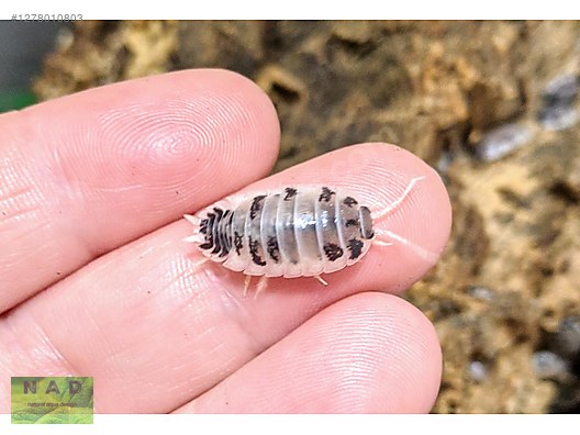 Hayvanlar Alemi / Böcekler / Diğer Türler