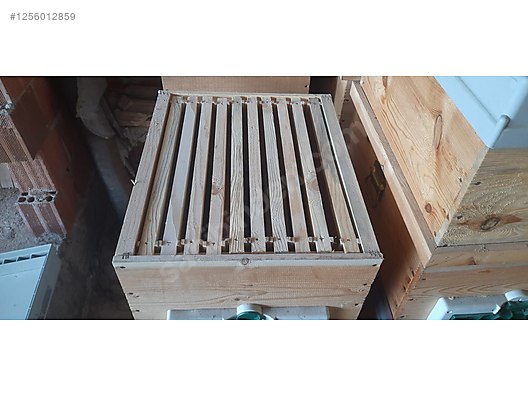 Hayvanlar Alemi / Böcekler / Arı