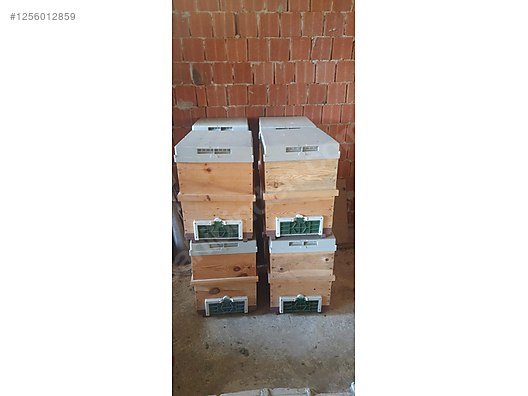 Hayvanlar Alemi / Böcekler / Arı