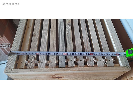 Hayvanlar Alemi / Böcekler / Arı