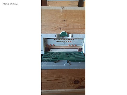 Hayvanlar Alemi / Böcekler / Arı