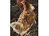 Pets & Livestock / Poultry & Fowl / Chickens