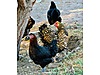 Pets & Livestock / Poultry & Fowl / Chickens