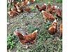 Pets & Livestock / Poultry & Fowl / Chickens