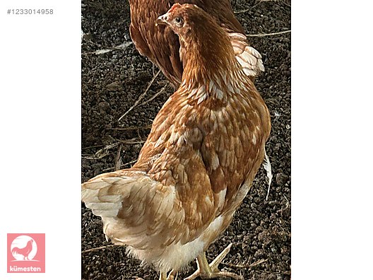 Pets & Livestock / Poultry & Fowl / Chickens