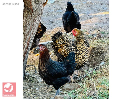 Pets & Livestock / Poultry & Fowl / Chickens